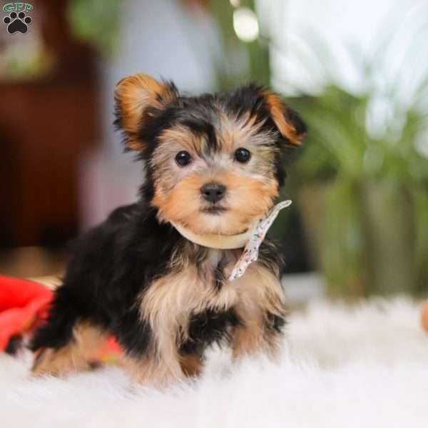Hailey, Yorkie Puppy